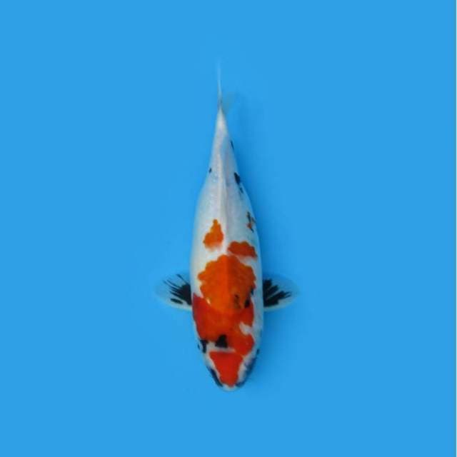 37CM - SHOWA