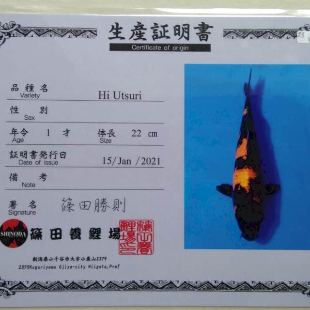 Hiutsuri Shinoda