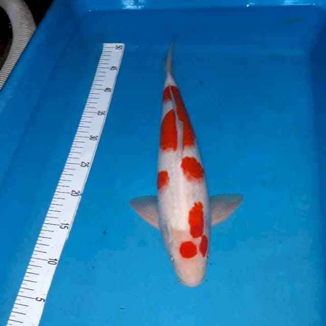 Kohaku 100% ori
