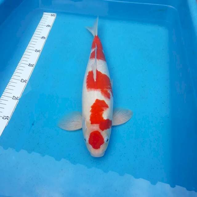 Kohaku 100% ori