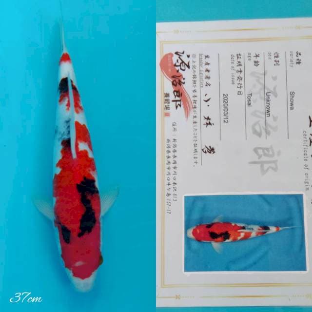 Showa genjiro 37cm male