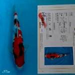 Showa genjiro 37cm male 