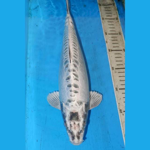 38cm BADAK AIR BULKY