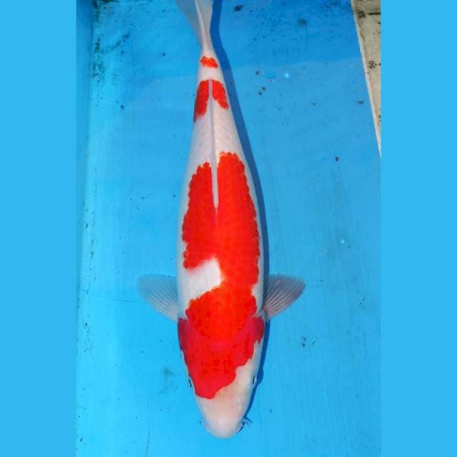33cm ORI KOHAKU STRONG
