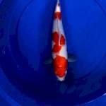 Kohaku male 34 