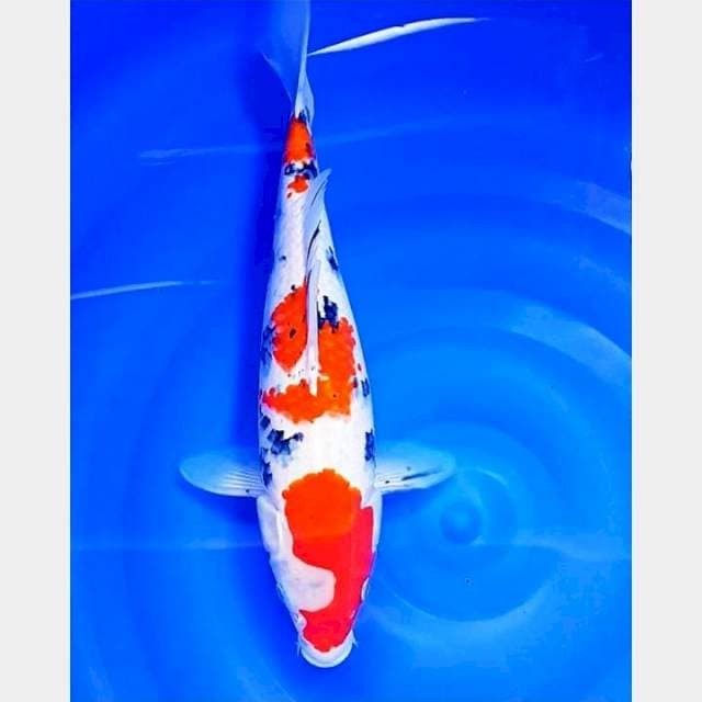 Taisho sanshoku 35