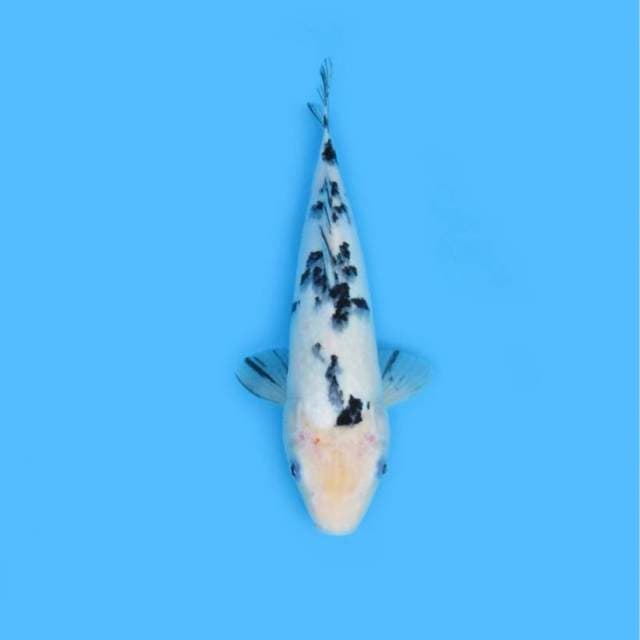 33CM - BEKKO