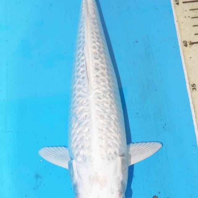 32cm GINDRIN JINAK