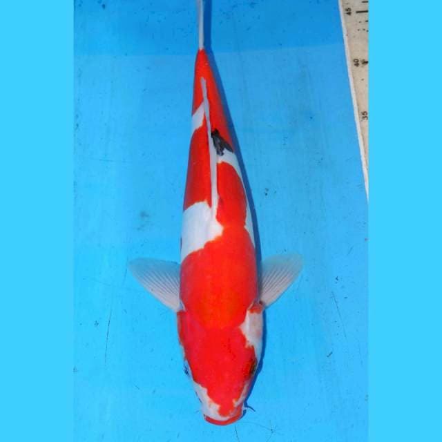 34cm ULAR SANKE