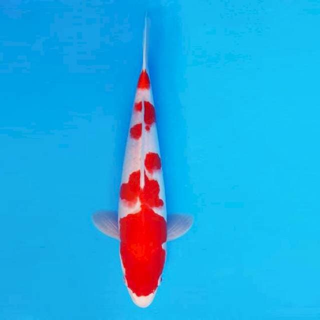 HANA 1 - Kohaku ®