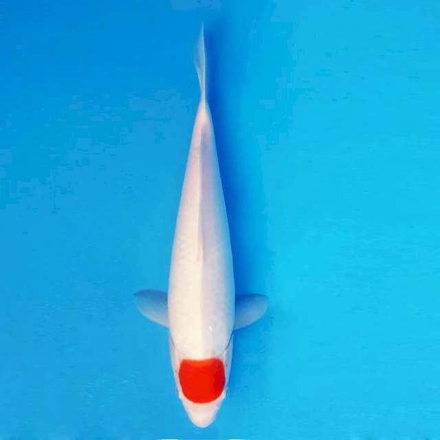 HANA 2 - Tancho ®