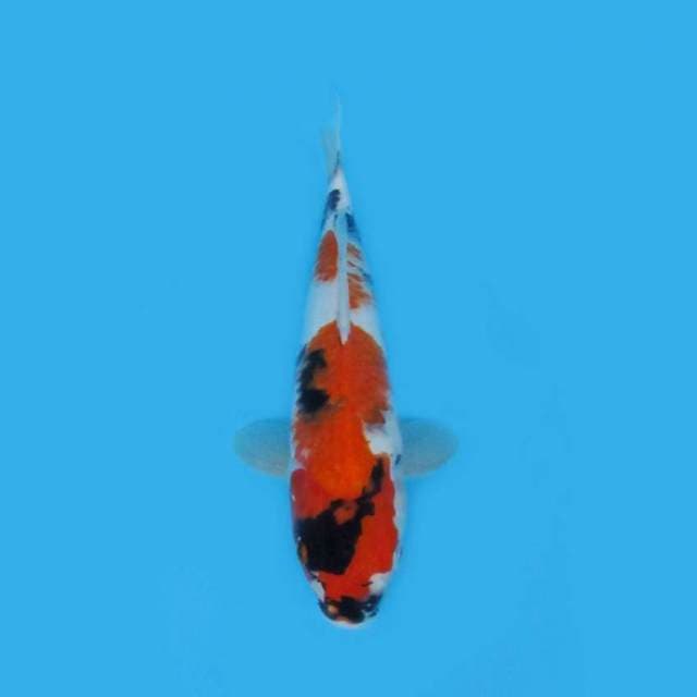 33CM - SHOWA