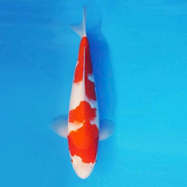 HANA 11 - Kohaku ™