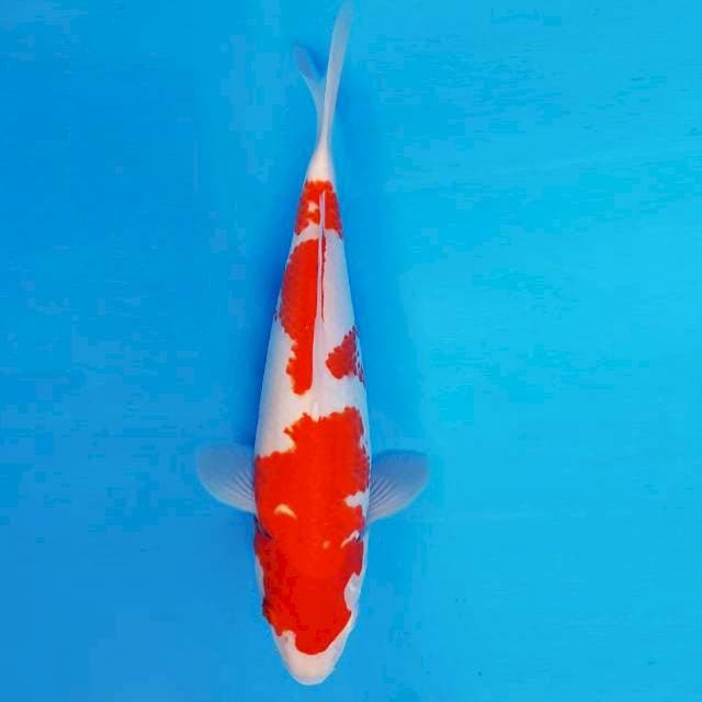 HANA 13 - Kohaku ®