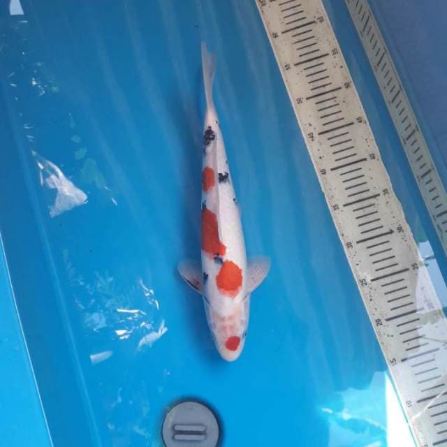 38cm Maruten showa Male