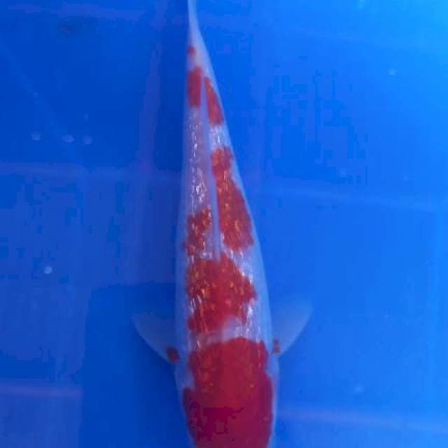 Kohaku ginrin 15cm SQ