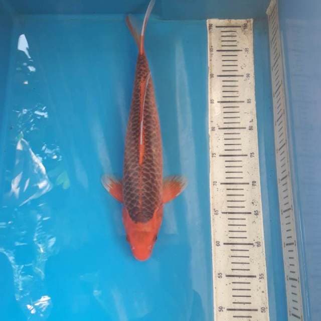 43cm Hi Asagi (M)