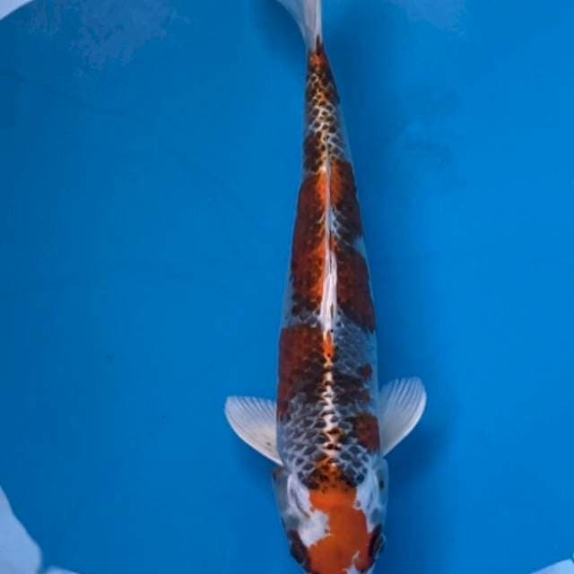 Kujaku kaneko