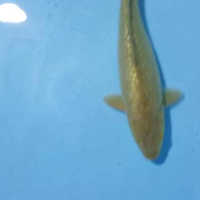 Midori 33 cm gindrin
