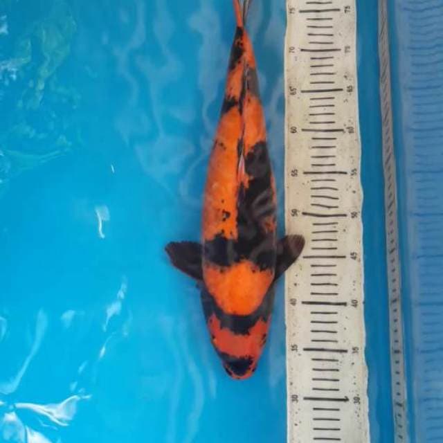 47cm Hi utsuri ( F )