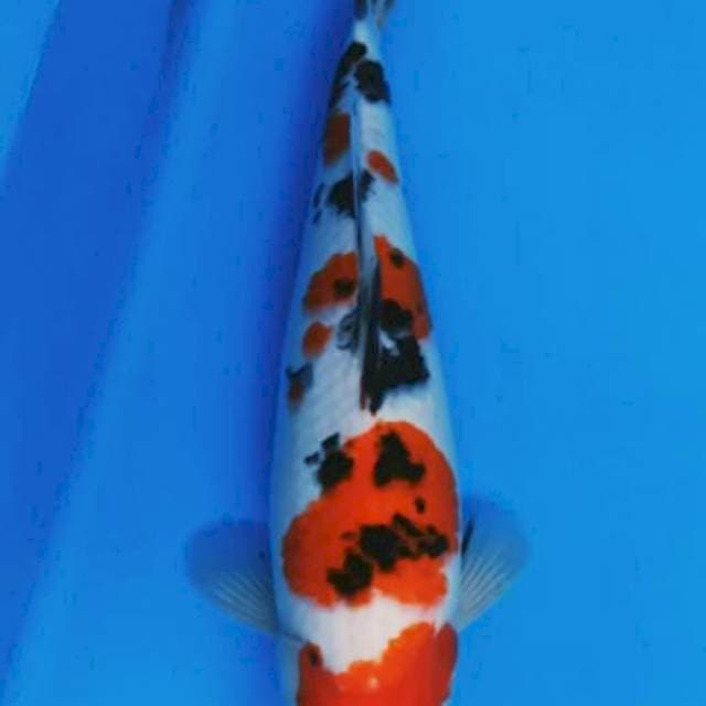 32 cm thaiso sanke