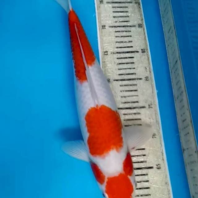 Jumbo unik 42 cm kohaku