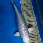 34 cm platinum