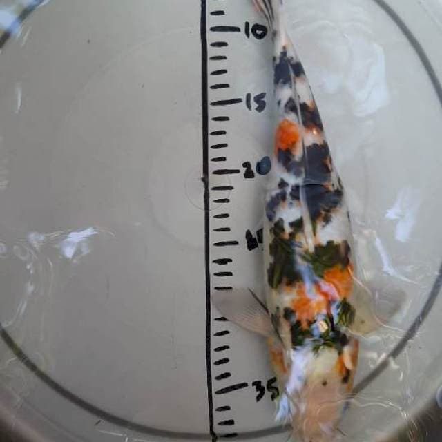 34 cm sanke