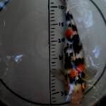 34 cm sanke