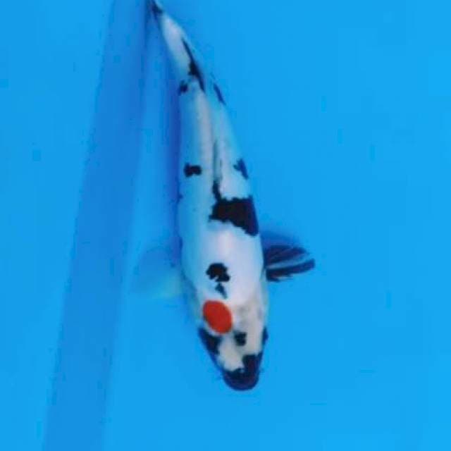 30 cm tancho doitsu