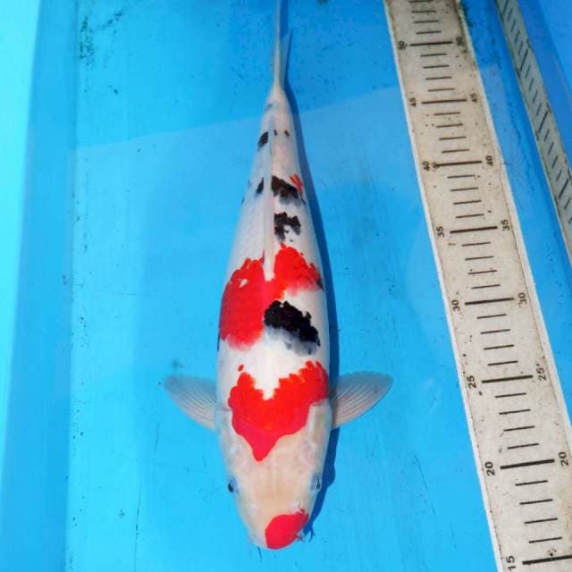 KUCIBENI SANKE 36cm