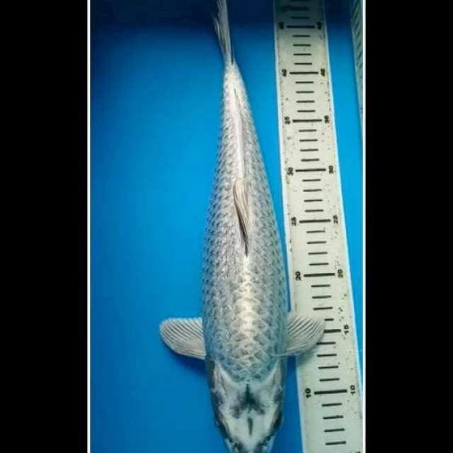 MUKASHI GINRIN SUPER PUNUK JUMBO 41 Cm