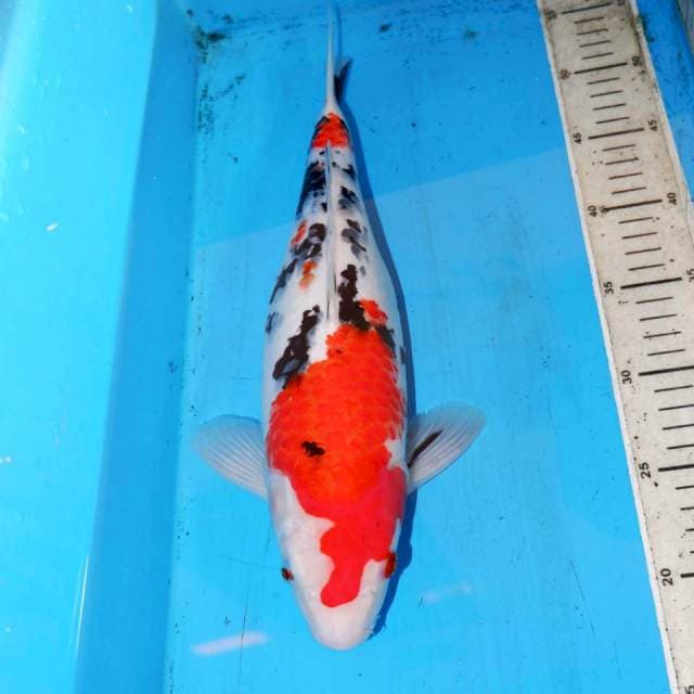 TAISHO SANSHOKU 38cm