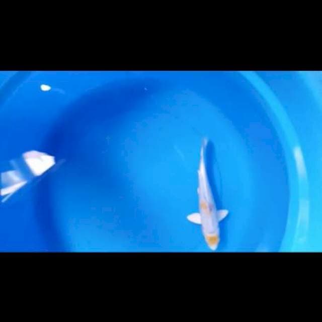 Hariwake 3 step