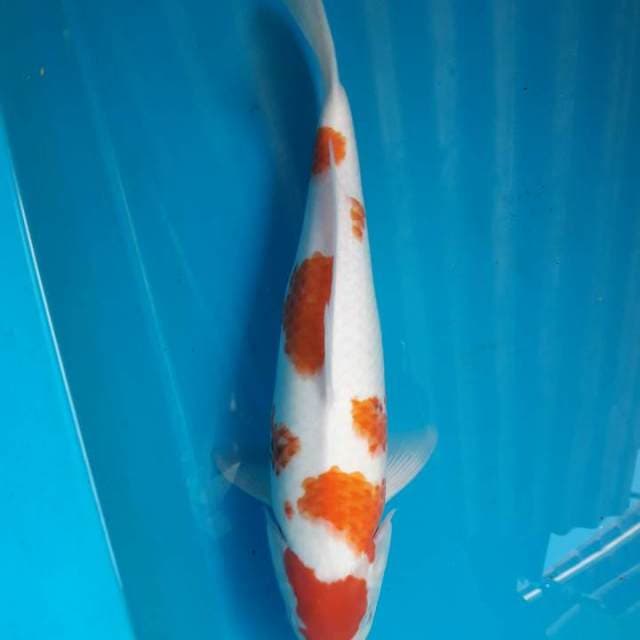 40cm Tategoi Showa ( F )