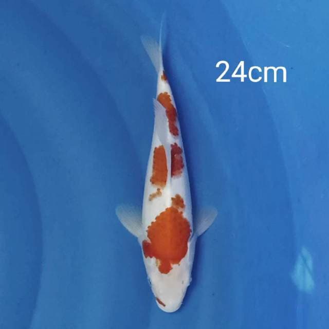Kohaku 24cm