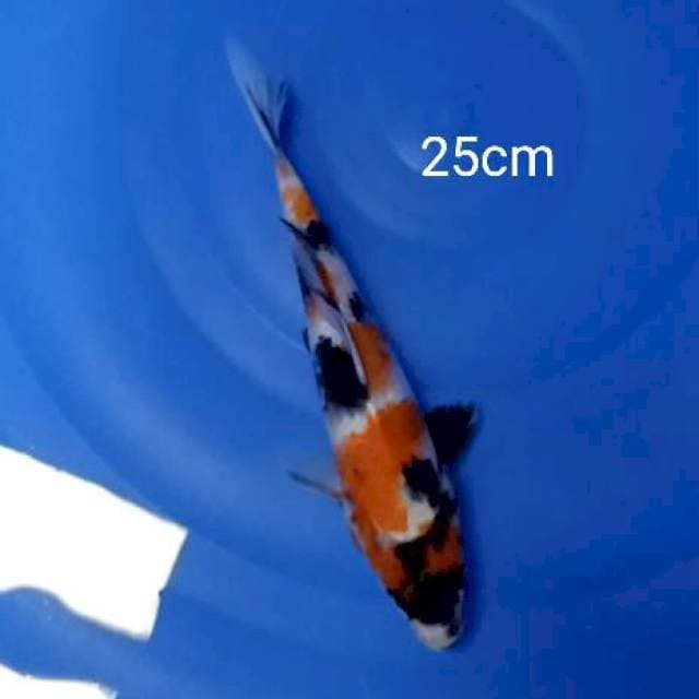 Showa 25cm