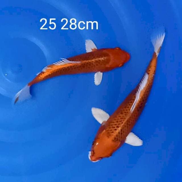 Kujaku 25 28cm