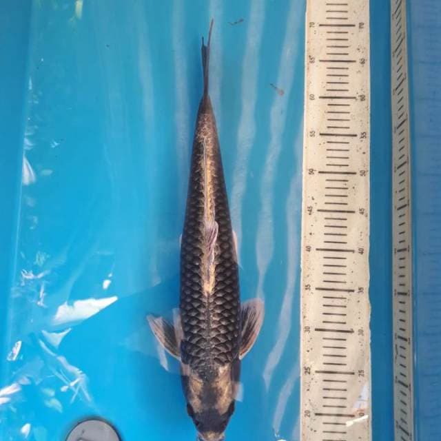 48cm green monster kawari ( M )