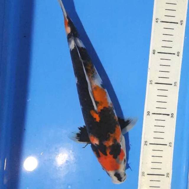 Showa 32cm 