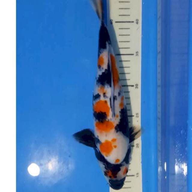 Showa 31cm