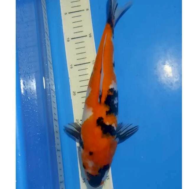 Showa 34cm 