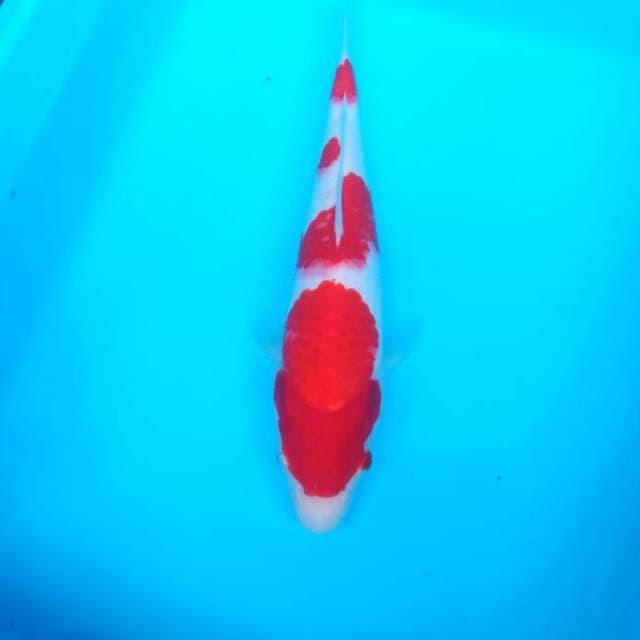 F1 - YONDAN KOHAKU ORIGINAL