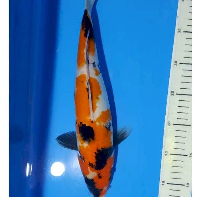 Showa 36cm