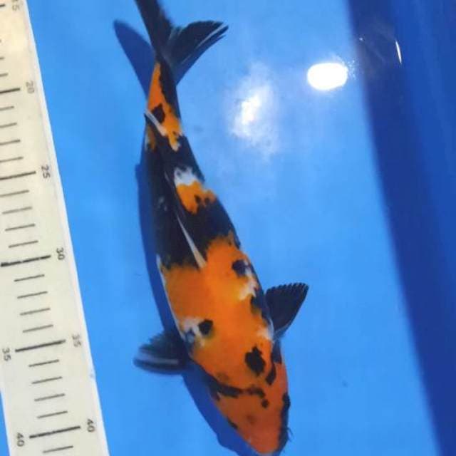 Showa 28cm