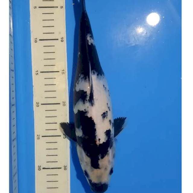 Shiro 32cm