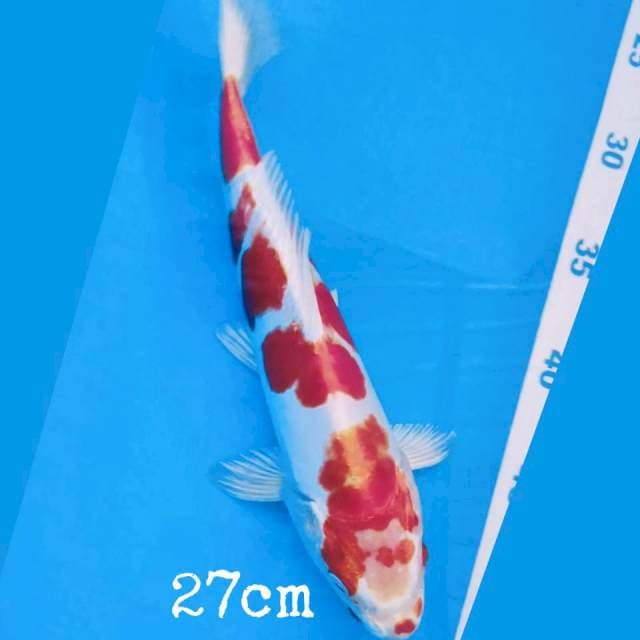 kikushui 27cm
