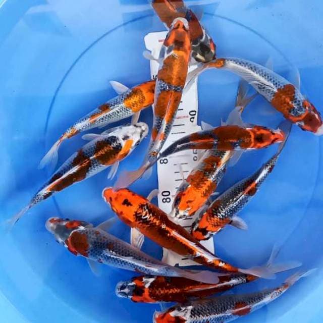 Kujaku merah strong 20-25cm 12ekor 