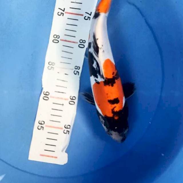 Showa doitsu 32cm joss