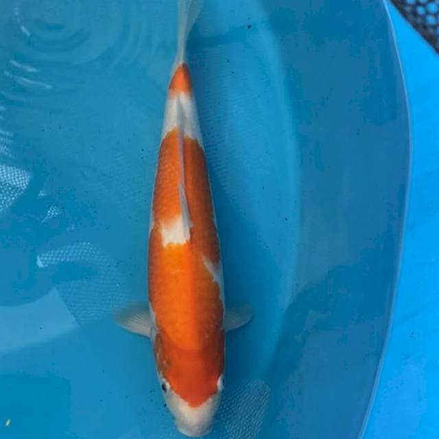 Sakai serti 42 cm